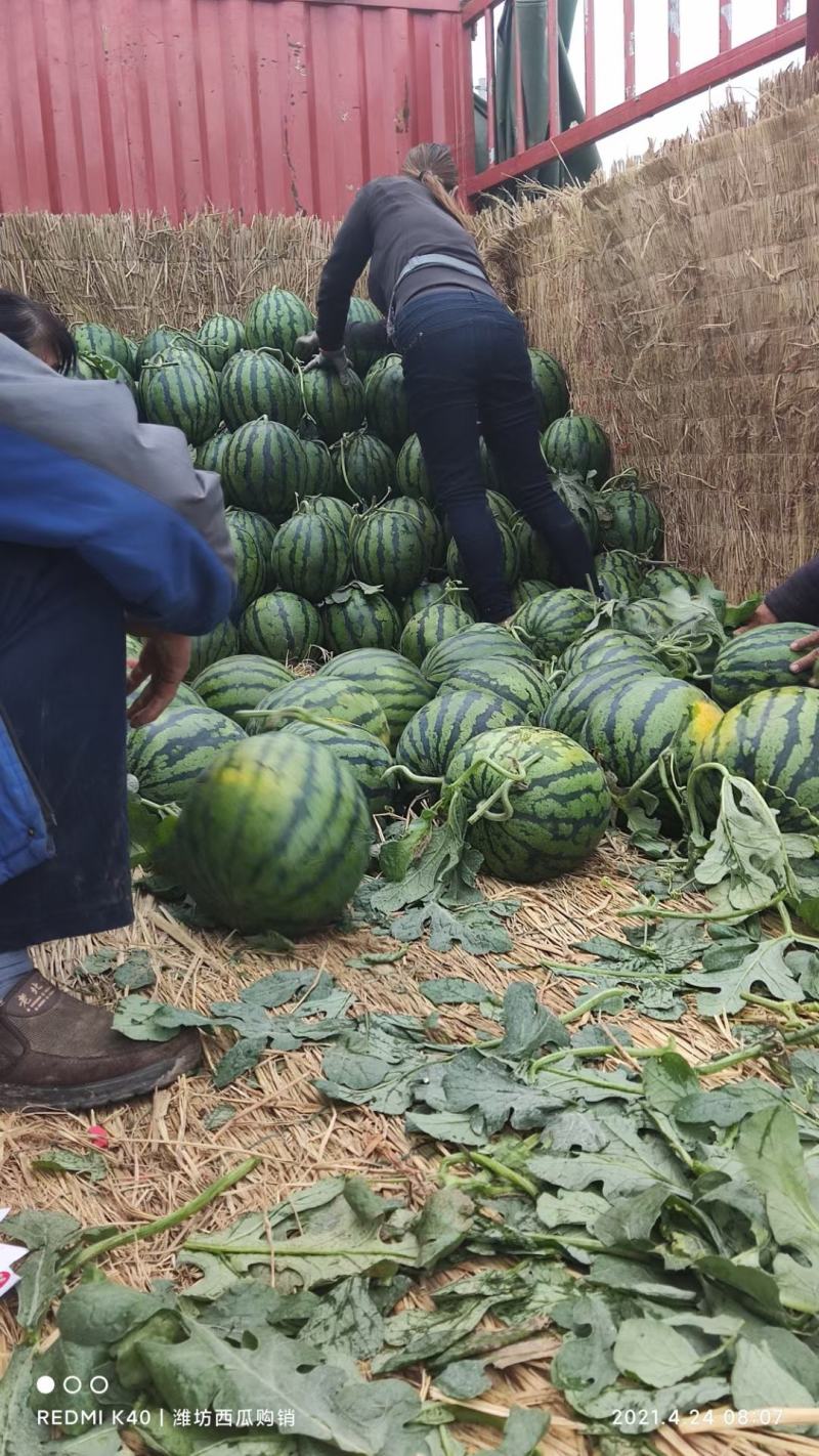山东潍坊西瓜种植基地直供精品甜王西瓜代办经验多年熟度好甜