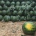 山东潍坊西瓜种植基地直供精品甜王西瓜代办经验多年熟度好甜