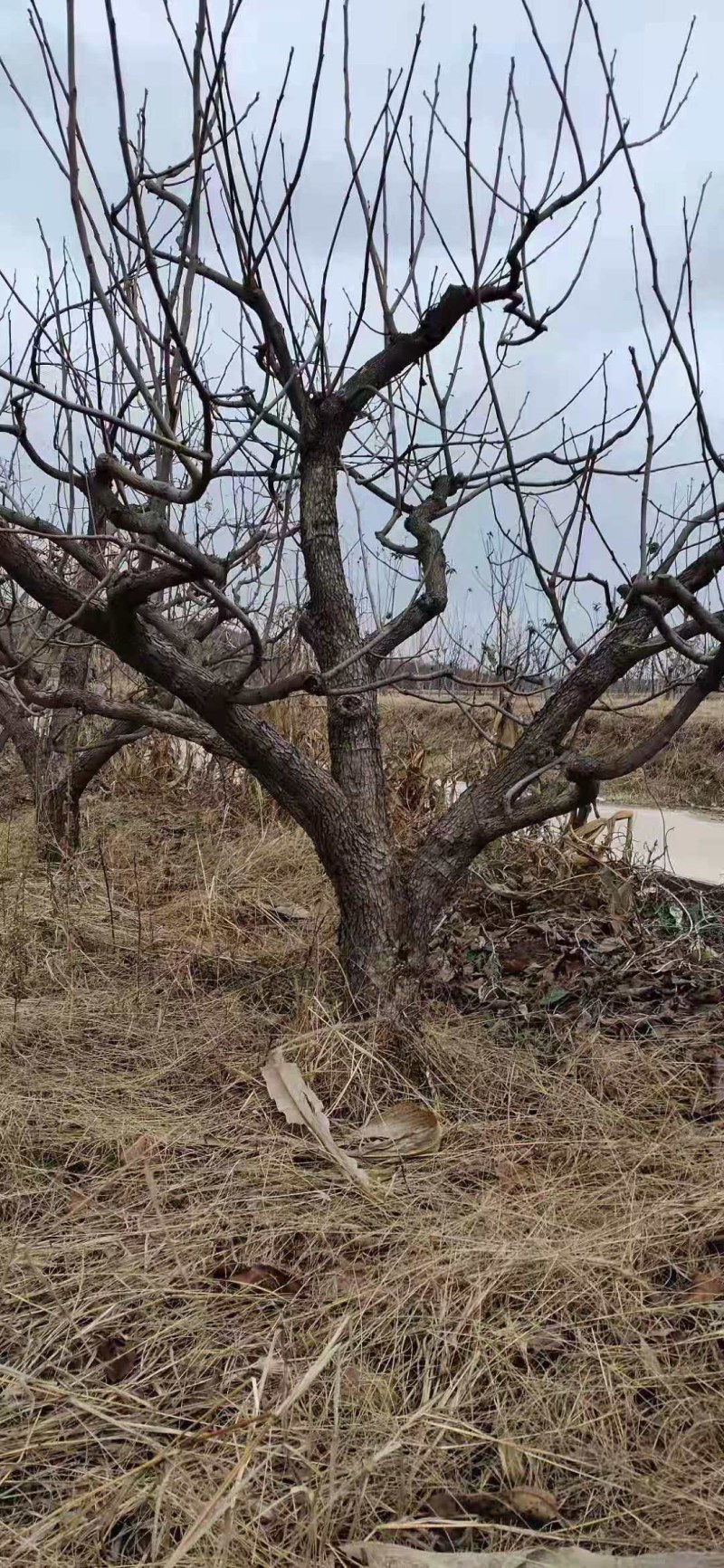 柿子树
