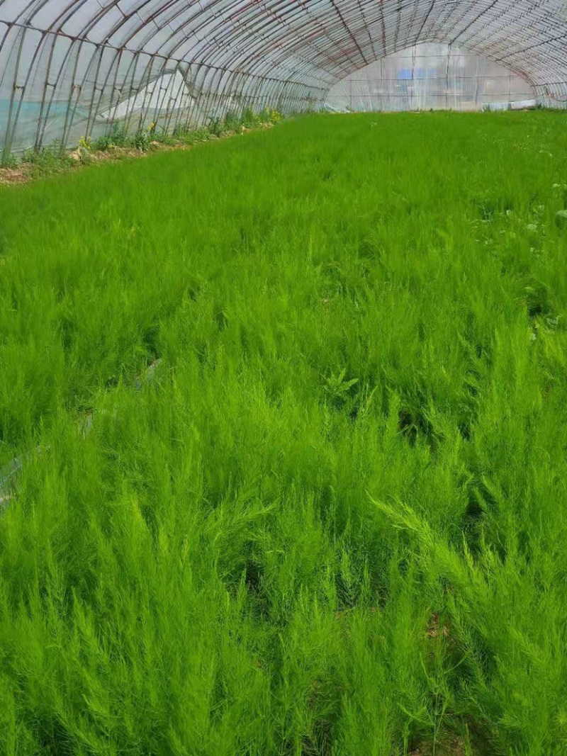 芦笋苗高产抗病包技术包活死苗免费补发