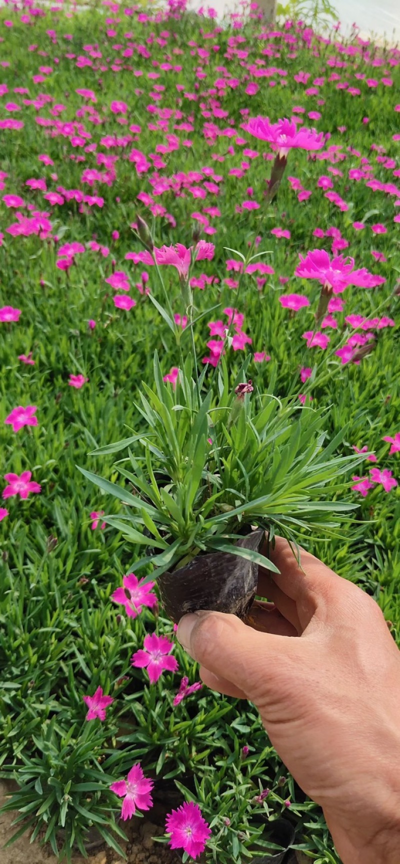 欧石竹种植户大量现货欢迎求购