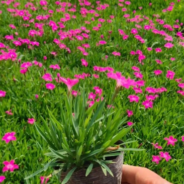 欧石竹种植户大量现货欢迎求购