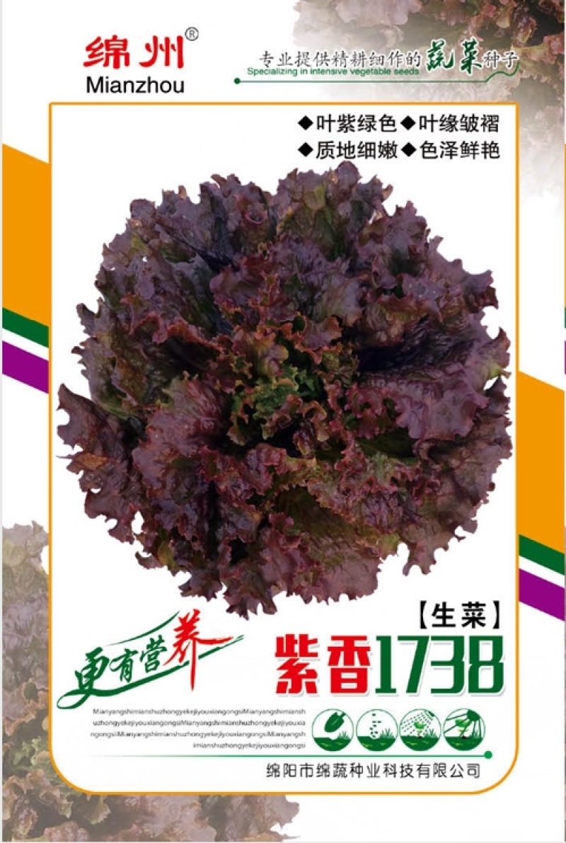绵蔬紫香1738/生菜种子/紫色生菜种子/叶菜种子