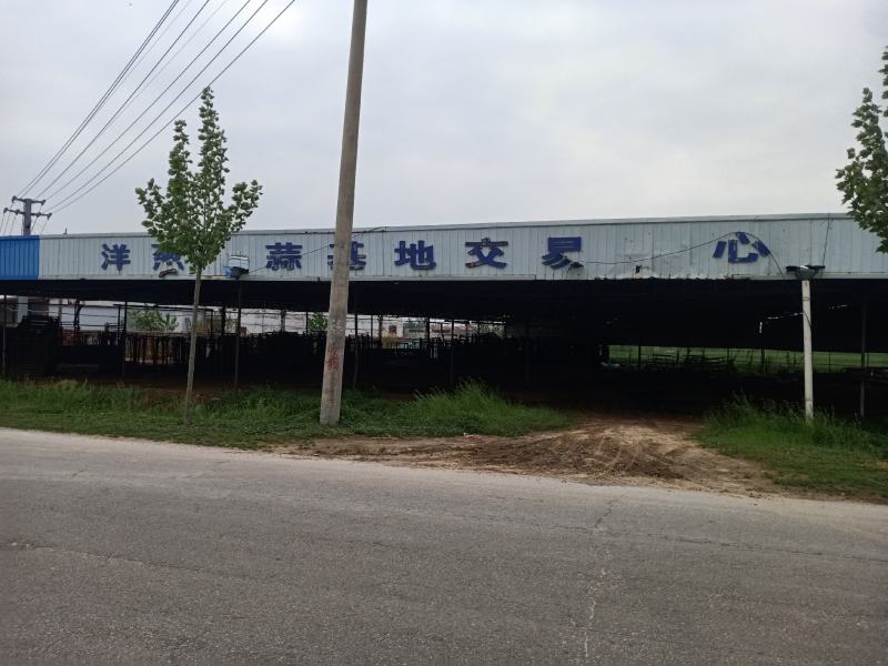 江苏丰县洋葱，基地一手货源热卖中！！！！！