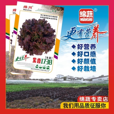 绵蔬紫香1738/生菜种子/紫色生菜种子/叶菜种子