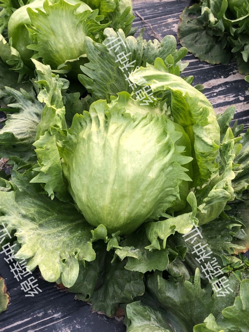 绵蔬赛丽结球生菜/生菜种子/蔬菜种子/叶菜种子