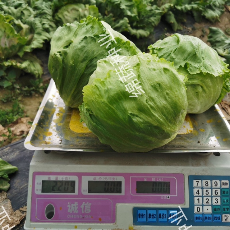 绵蔬赛丽结球生菜/生菜种子/蔬菜种子/叶菜种子