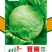 绵蔬赛丽结球生菜/生菜种子/蔬菜种子/叶菜种子