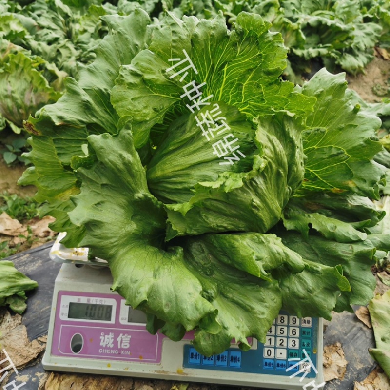 绵蔬赛丽结球生菜/生菜种子/蔬菜种子/叶菜种子