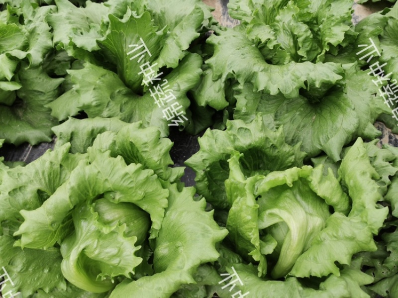 绵蔬赛丽结球生菜/生菜种子/蔬菜种子/叶菜种子