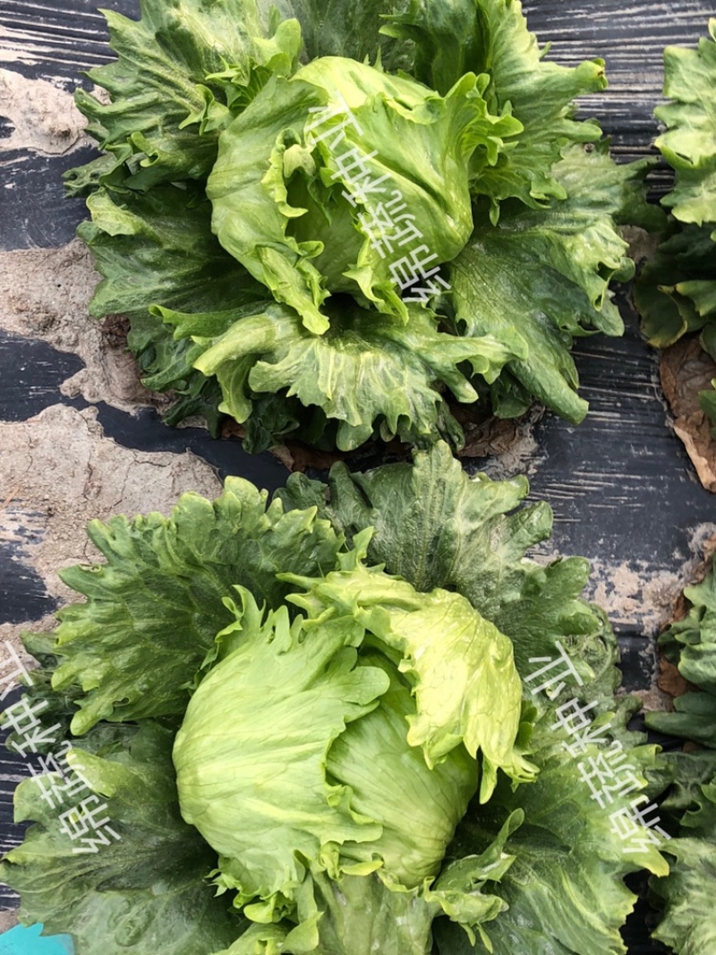 绵蔬赛丽结球生菜/生菜种子/蔬菜种子/叶菜种子