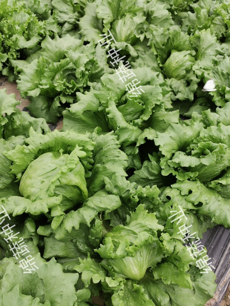绵蔬赛丽结球生菜/生菜种子/蔬菜种子/叶菜种子