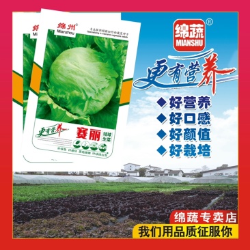绵蔬赛丽结球生菜/生菜种子/蔬菜种子/叶菜种子