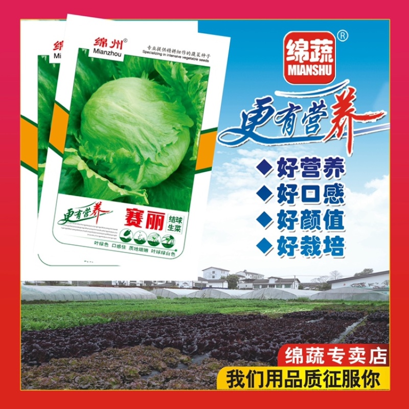 绵蔬赛丽结球生菜/生菜种子/蔬菜种子/叶菜种子