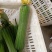 鲜花丝瓜，精品带花肉丝瓜，精品威远鲜花丝瓜