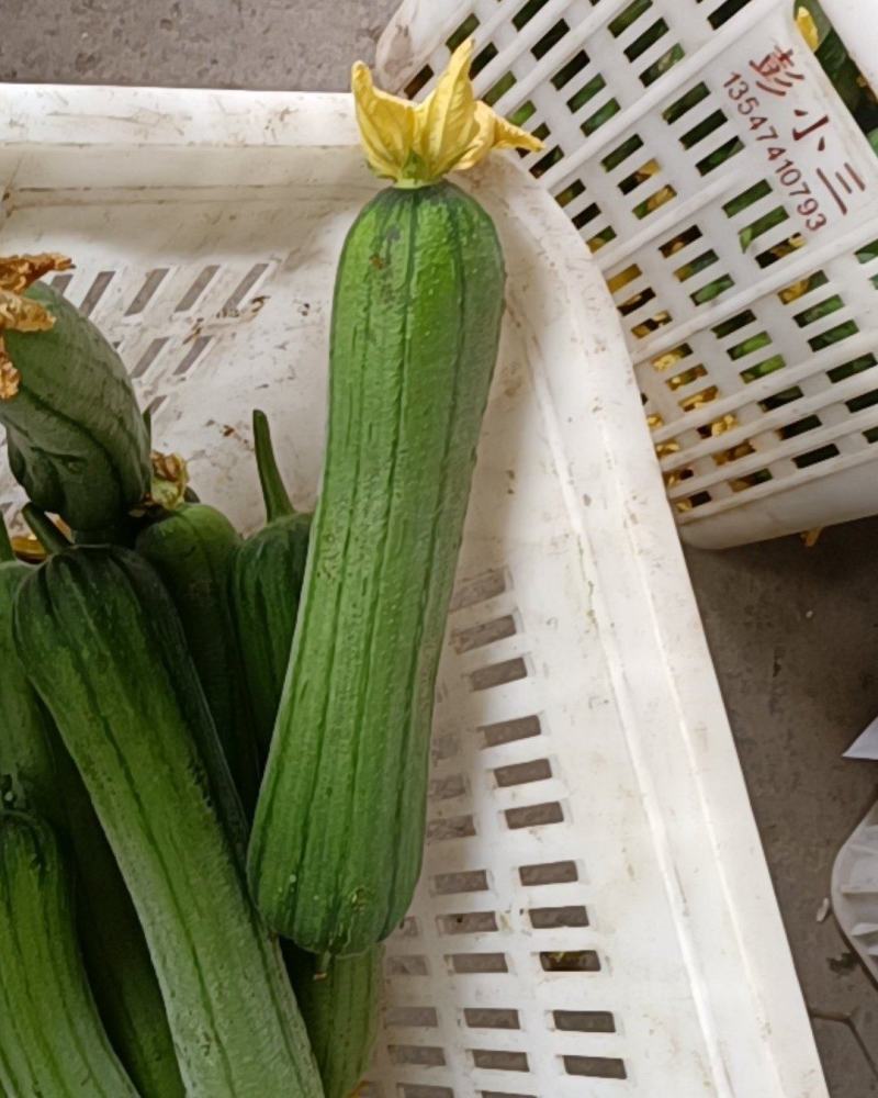 鲜花丝瓜，精品带花肉丝瓜，精品威远鲜花丝瓜