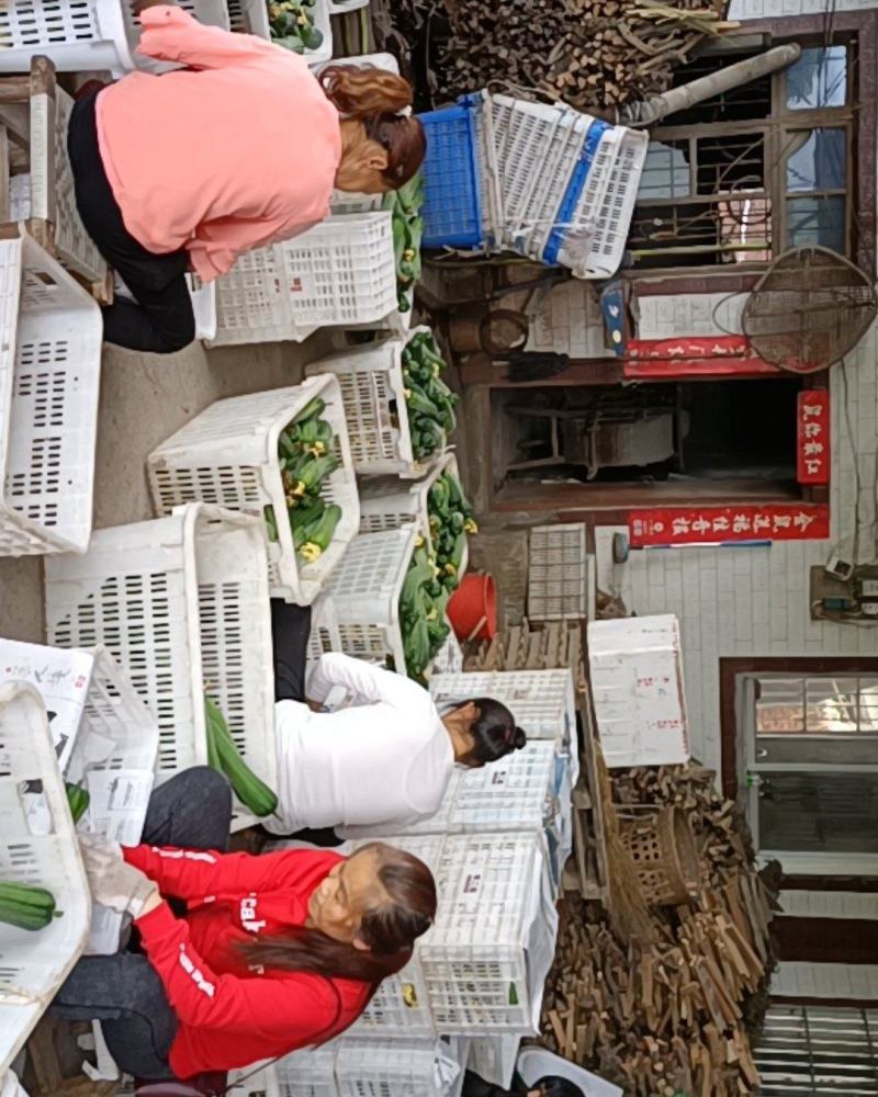 鲜花丝瓜，精品带花肉丝瓜，精品威远鲜花丝瓜