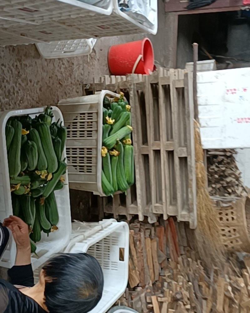 鲜花丝瓜，精品带花肉丝瓜，精品威远鲜花丝瓜