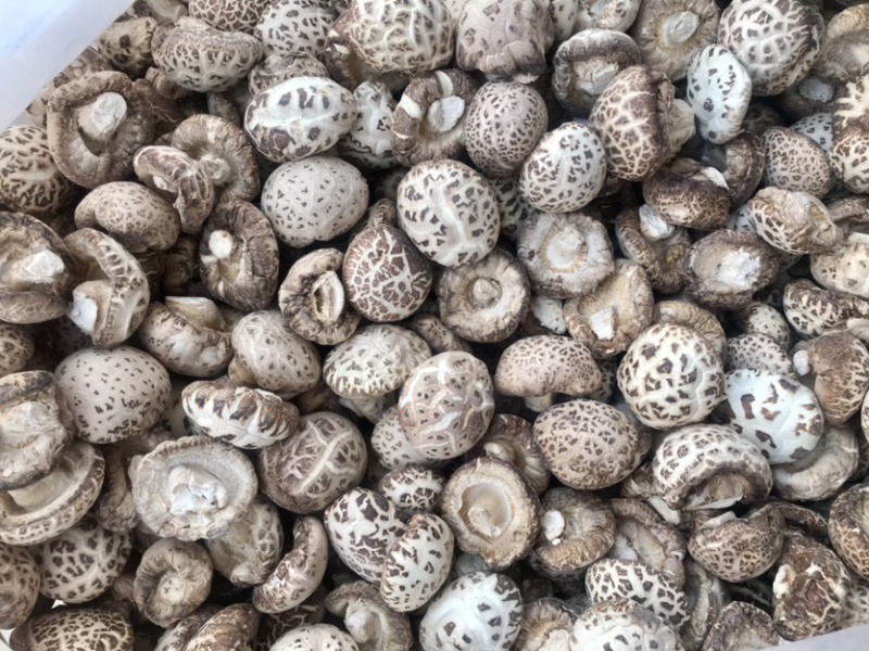 泌阳天白花菇干货带脚新货上市产地一手货源批发常年有货