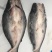 巴沙鱼柳开背/烤鱼食材