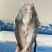 巴沙鱼柳开背/烤鱼食材