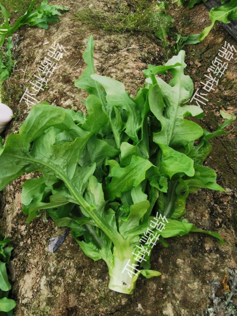 绵蔬赛美花叶生菜/生菜种子/叶菜种子/蔬菜种子