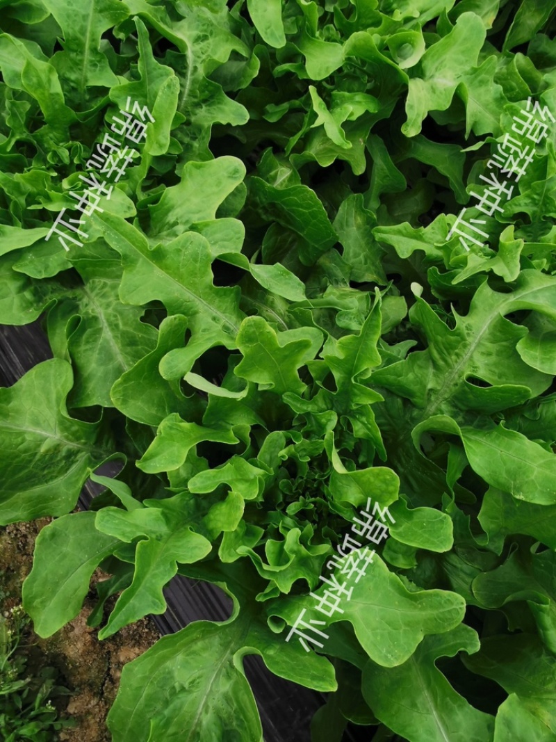 绵蔬赛美花叶生菜/生菜种子/叶菜种子/蔬菜种子
