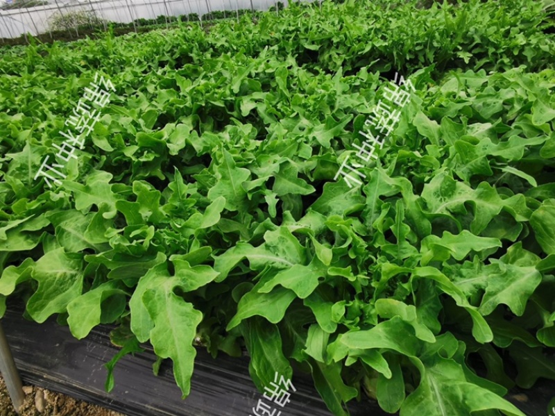 绵蔬赛美花叶生菜/生菜种子/叶菜种子/蔬菜种子