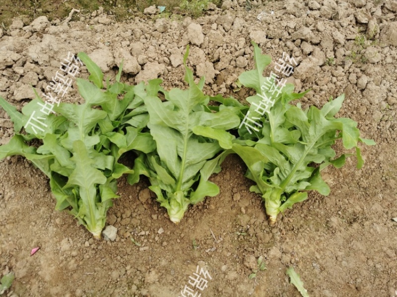 绵蔬赛美花叶生菜/生菜种子/叶菜种子/蔬菜种子