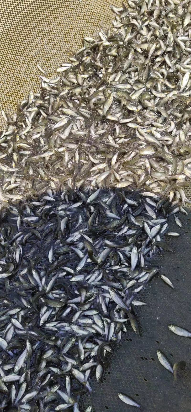 草鱼苗打过疫苗优质鱼苗成活率高基地直供，价格优惠