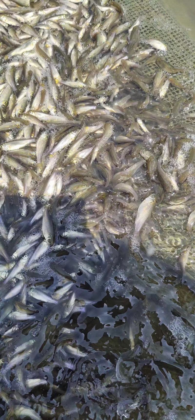 草鱼苗打过疫苗优质鱼苗成活率高基地直供，价格优惠