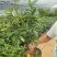 含笑花苗浓香型盆栽花卉耐寒客厅阳台长青四季绿植好