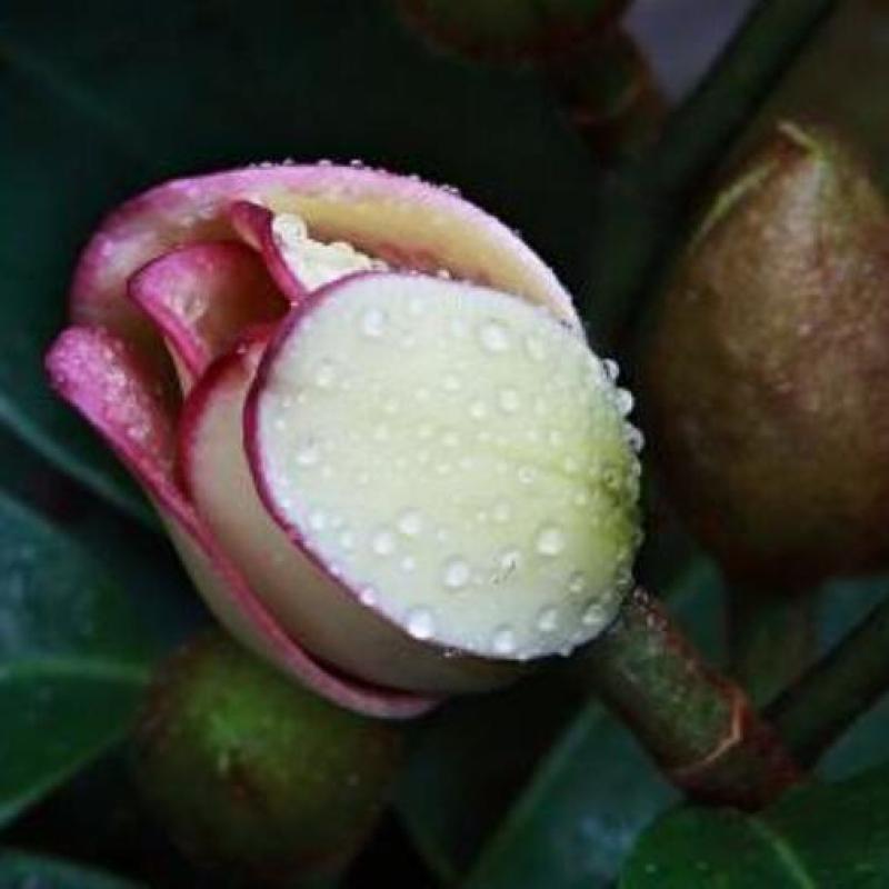含笑花苗浓香型盆栽花卉耐寒客厅阳台长青四季绿植好