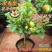 含笑花苗浓香型盆栽花卉耐寒客厅阳台长青四季绿植好