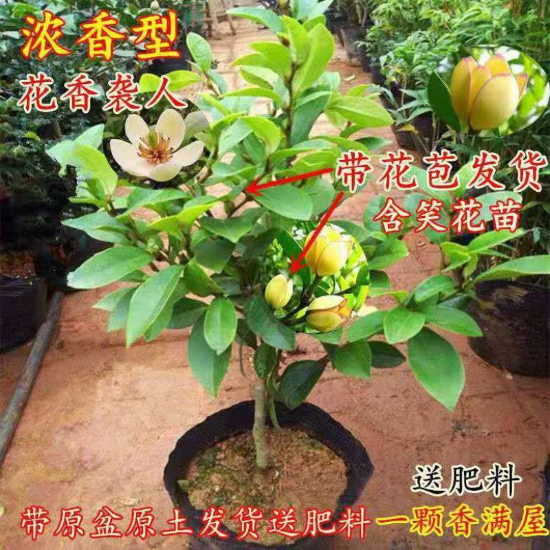 含笑花苗浓香型盆栽花卉耐寒客厅阳台长青四季绿植好