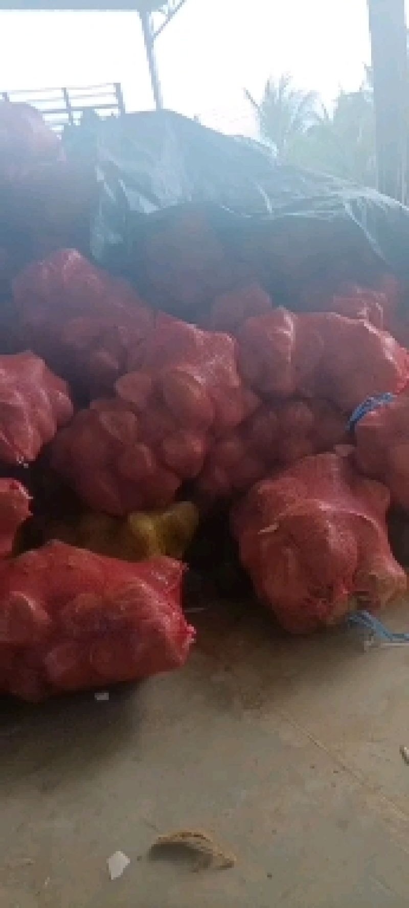 海南，越南特产新鲜椰子老椰子特产水果毛椰子，（厂家直销）