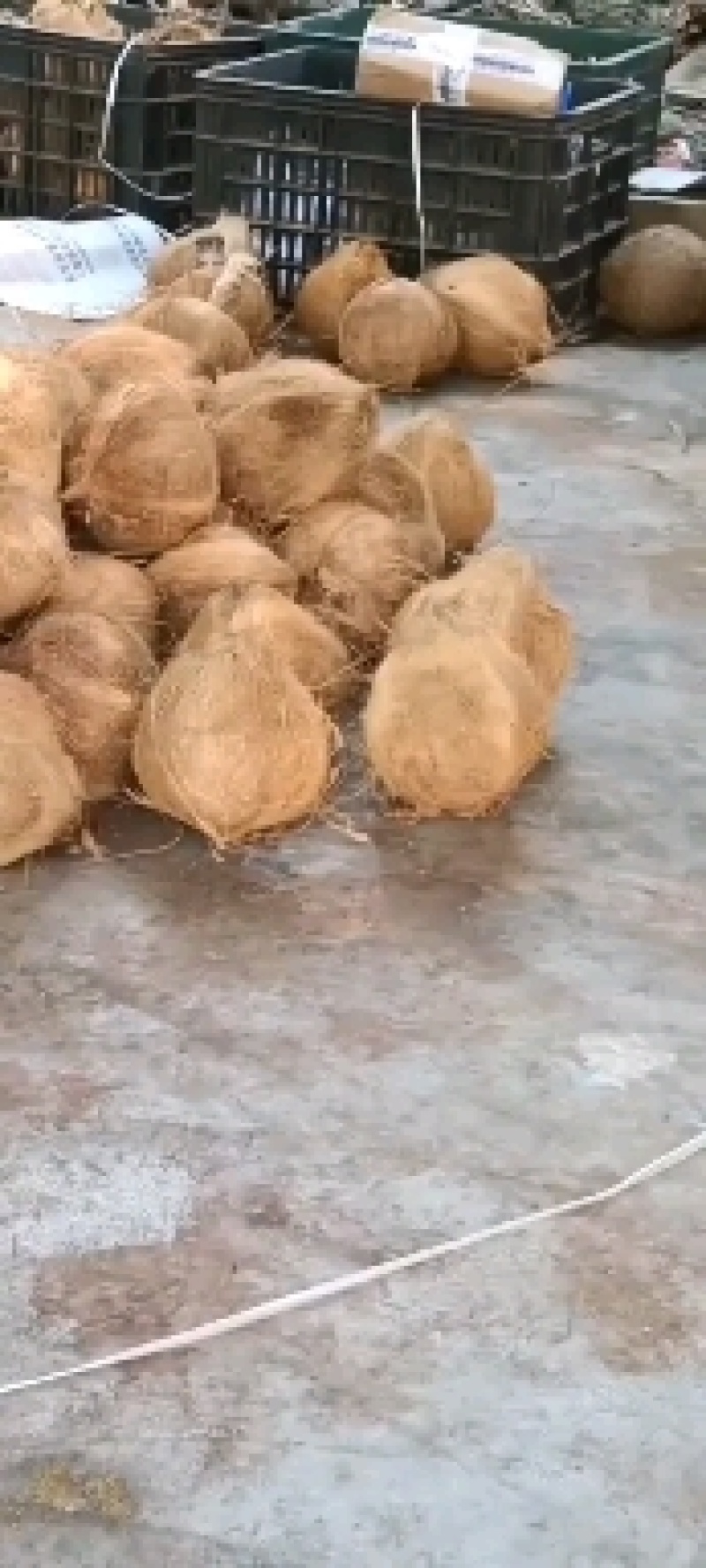 海南，越南特产新鲜椰子老椰子特产水果毛椰子，（厂家直销）