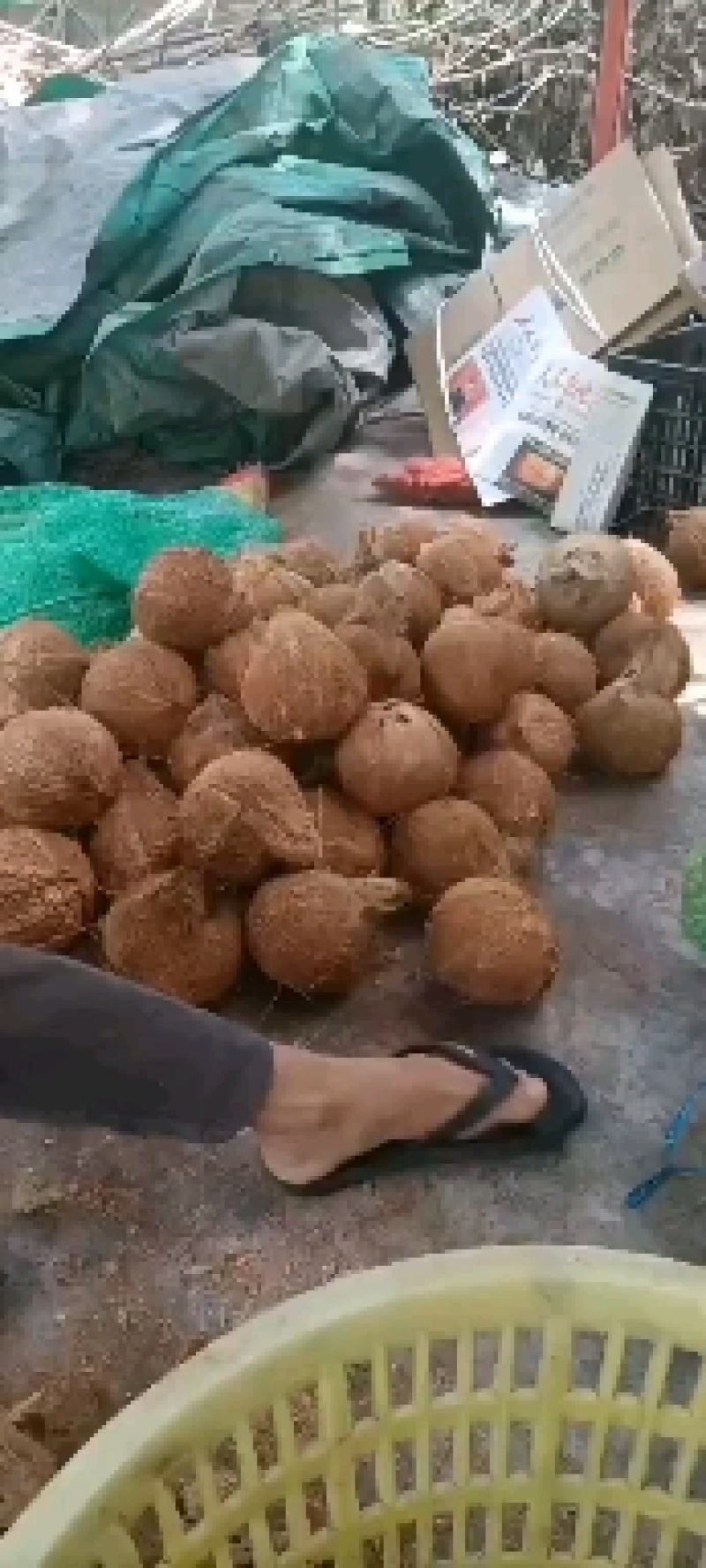 海南，越南特产新鲜椰子老椰子特产水果毛椰子，（厂家直销）