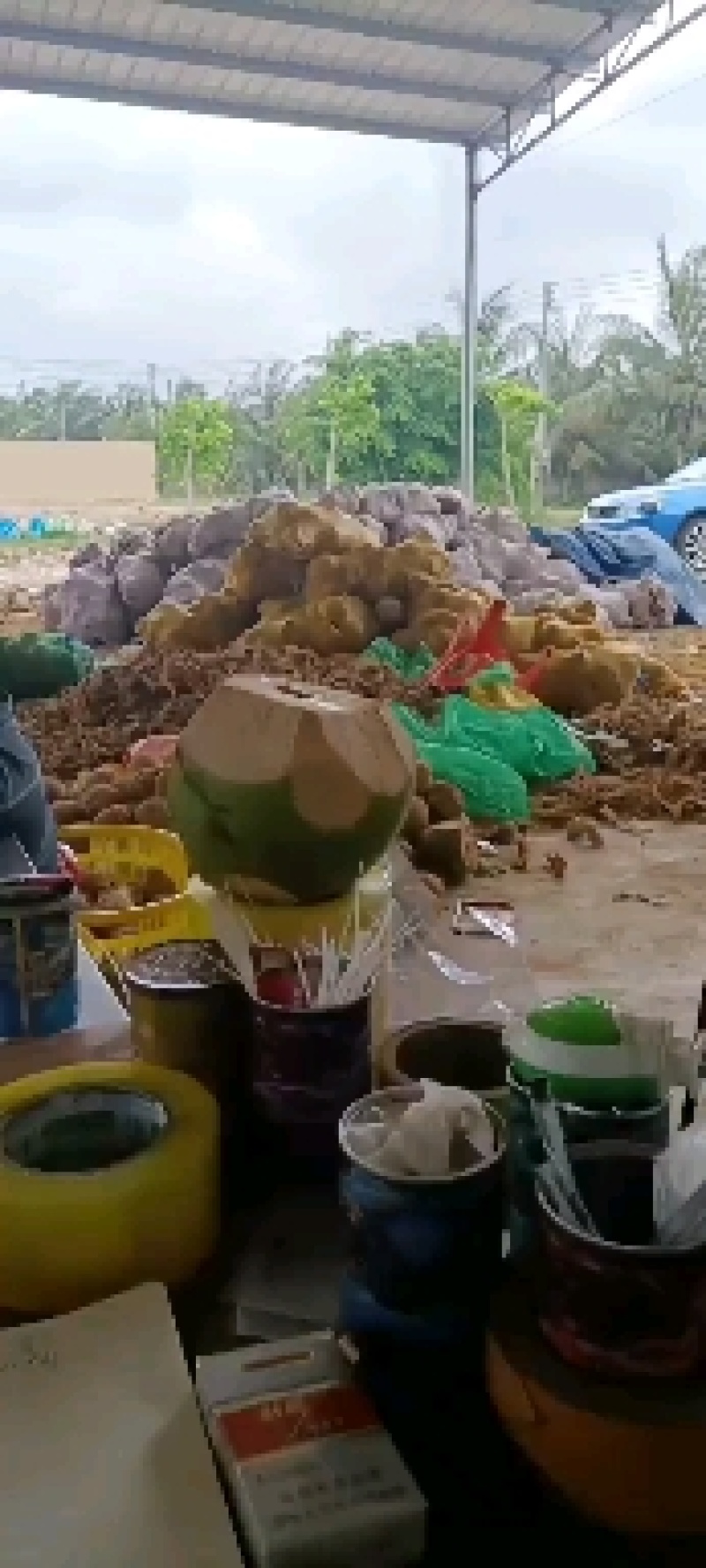 海南，越南特产新鲜椰子老椰子特产水果毛椰子，（厂家直销）