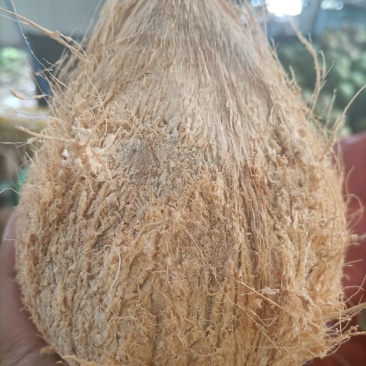 海南，越南特产新鲜椰子老椰子特产水果毛椰子，（厂家直销）