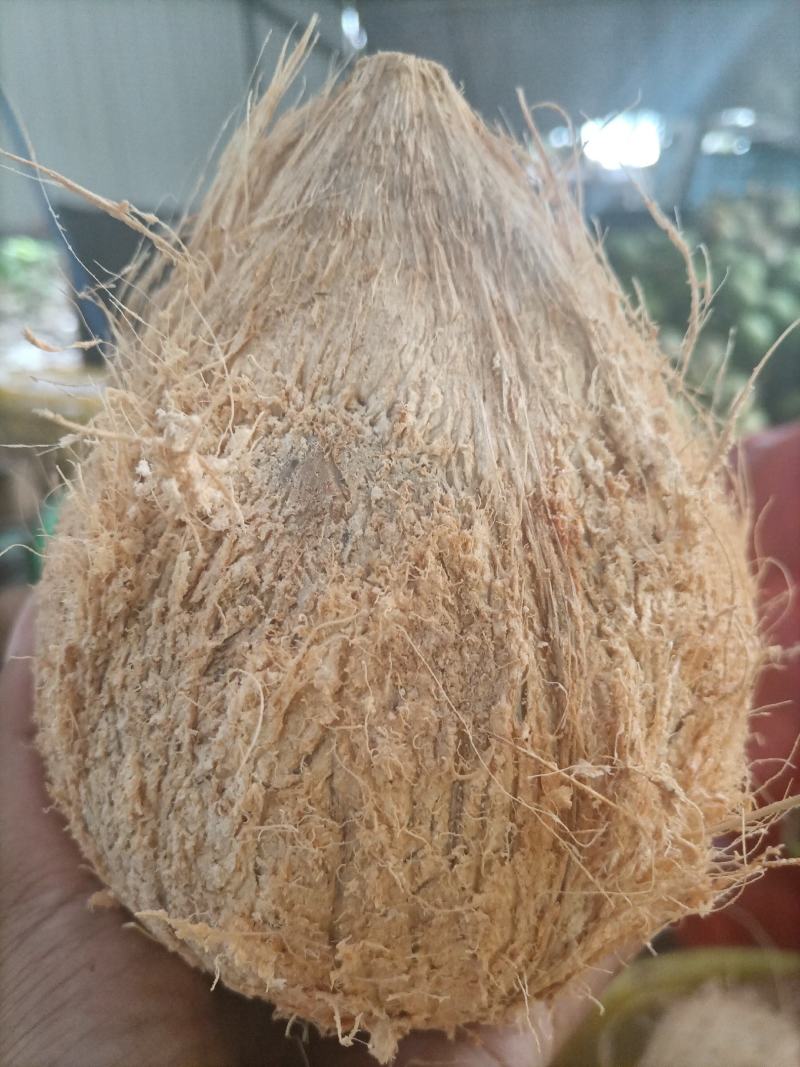 海南，越南特产新鲜椰子老椰子特产水果毛椰子，（厂家直销）