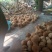 海南，越南特产新鲜椰子老椰子特产水果毛椰子，（厂家直销）