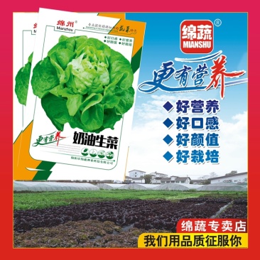 绵蔬奶油生菜/生菜种子/叶菜种子/蔬菜种子