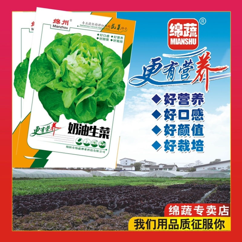 绵蔬奶油生菜/生菜种子/叶菜种子/蔬菜种子