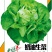 绵蔬奶油生菜/生菜种子/叶菜种子/蔬菜种子
