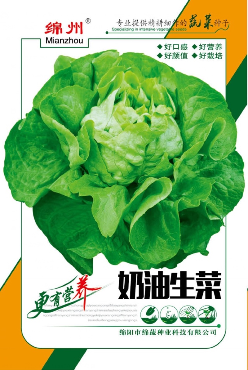 绵蔬奶油生菜/生菜种子/叶菜种子/蔬菜种子
