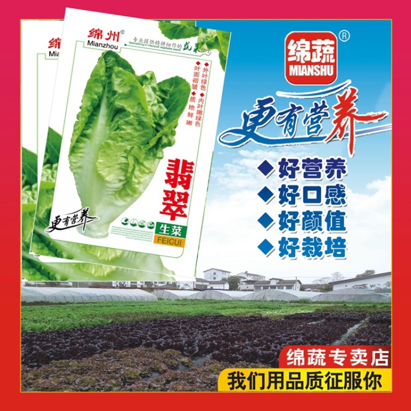 绵蔬翡翠生菜/生菜种子/叶菜种子/蔬菜种子