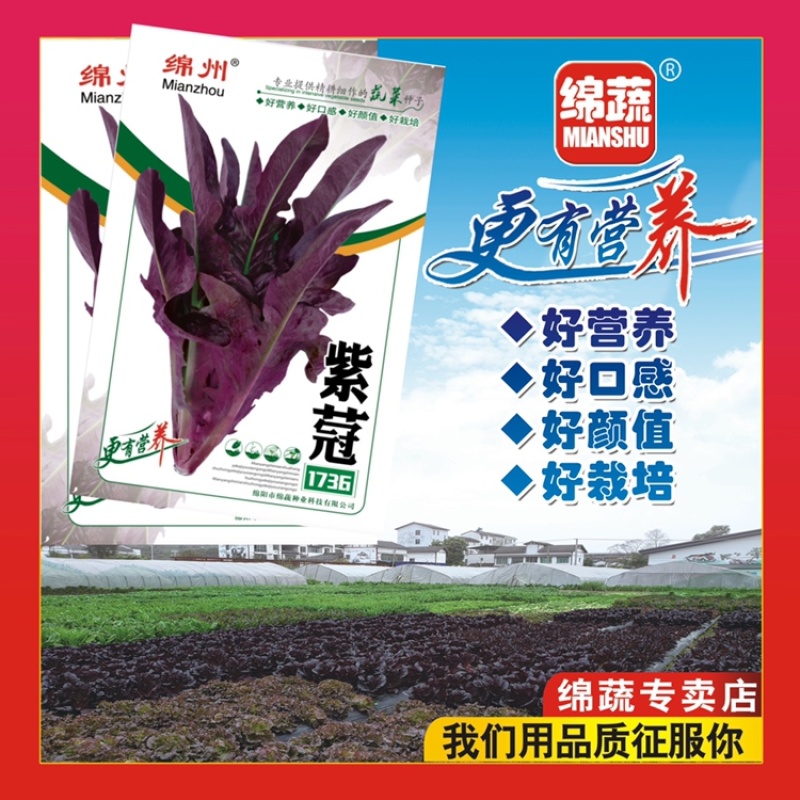 绵蔬紫蒄1736生菜/生菜种子/紫叶生菜种子/叶菜种子