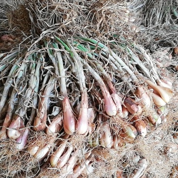 红葱头葱头种子发芽率特别高种植基地