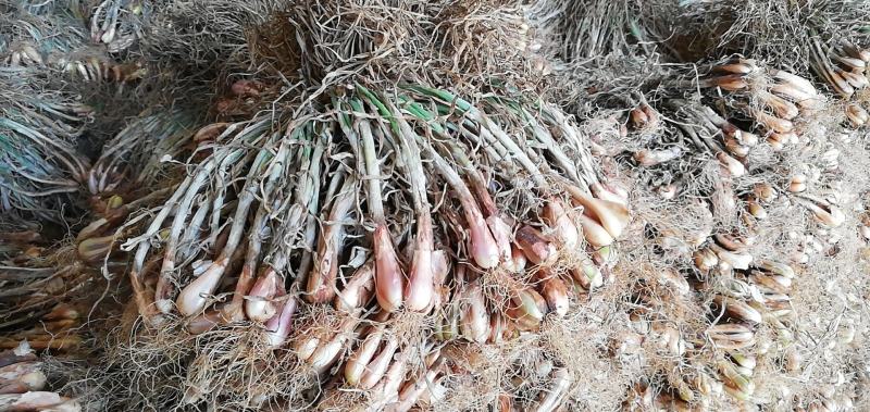 红葱头葱头种子发芽率特别高种植基地